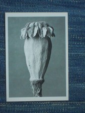 Papaver rientale karl gebraucht kaufen  Gräfelfing