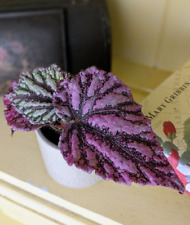 Baby begonia rex for sale  GREAT YARMOUTH