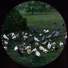 Flock pigeons c1890 d'occasion  Expédié en Belgium
