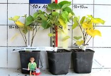 Cercis chinensis shirobana gebraucht kaufen  Bad Bergzabern