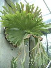 Platycerium bifurcatum staghor for sale  BECCLES