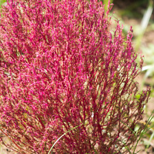 Sementes de flores Kochia Childsii Desi vibrantes 30 sementes para deslumbrantes comprar usado  Enviando para Brazil