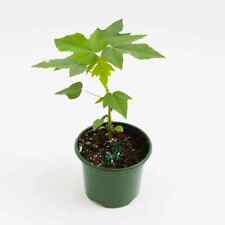 Papaya plant inches for sale  Modesto