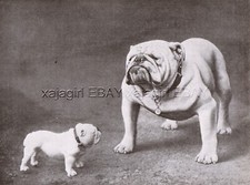DOG Bulldog Inglês Dog Champion Pugilist, 30 vezes vencedor, impressão vintage década de 1930 comprar usado  Enviando para Brazil