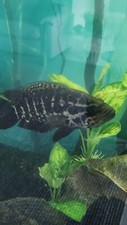 Live fish freshwater for sale  Miami