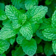 Peppermint plug plants for sale  HUDDERSFIELD