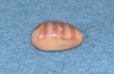 Cypraea schilderorum uncommon for sale  San Diego