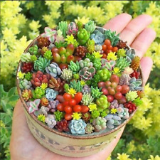 haworthia collection for sale haworthia collection for sale Staten Island