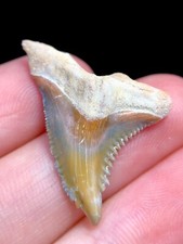 Rainbow hemipristis fossil for sale  Palm Harbor