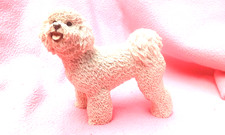 Bichone frise puppy for sale  THETFORD