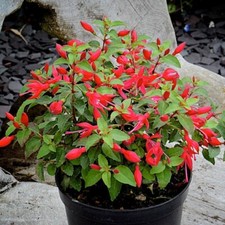 Fuchsia chilli red for sale  SALTASH