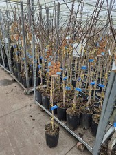 Mandelbaum prunus dulcis gebraucht kaufen  Düsseldorf