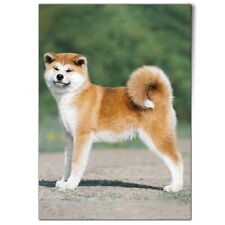 Akita puppy dog for sale  SELBY