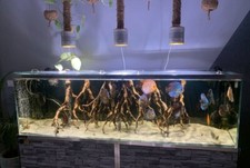 Eclairage led aquarium d'occasion  Sorède