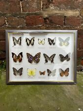 Collection butterflies moths for sale  ROCHESTER