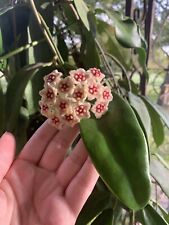 Hoya treubiana cutting for sale  WARRINGTON