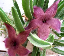 Stapelia grandifolia large for sale  Port Charlotte
