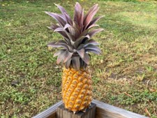 Antigua black pineapple for sale  Spring City
