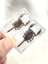 Real scorpions x2. for sale  LLANELLI