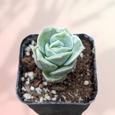 Graptoveria lovely rose for sale  Morgan Hill