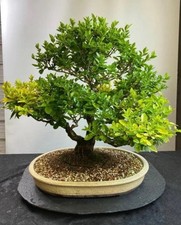 Way life bonsai for sale  YORK