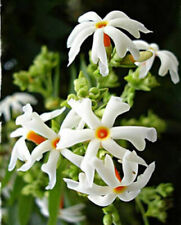 Nyctanthes arbor tristis usato  Spedire a Italy