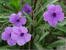 Mexican petunia cuttings for sale  Houston