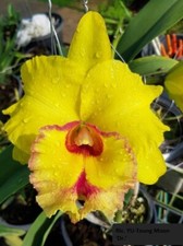 Orchid Orchidee Orquídea Cattleya (Rlc.) YU-Toung Moon 'Dr.' (40 Pr) na sprzedaż  PL