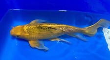 Inch matsuba butterfly for sale  Findlay