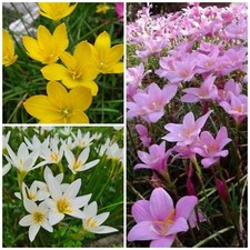 Mixed rain lily for sale  USA
