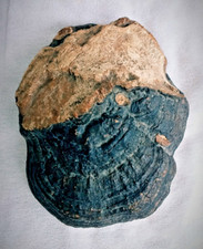 Véritable grand champignon d'occasion  Bauvin