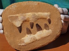 mosasaur jaw for sale mosasaur jaw for sale Tucson