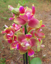 Rchidee phalaenopsis limited gebraucht kaufen  Rudolstadt