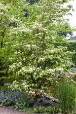 Cornus kousa teutonia gebraucht kaufen  Westerstede