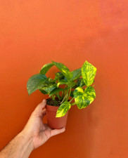 Hawaiian pothos pot for sale  Homestead