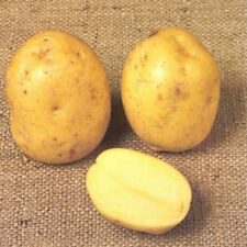 Seed potatoes early for sale  MANCHESTER
