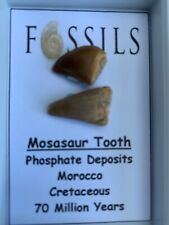 Dinosaur teeth fossil for sale  BLYTH