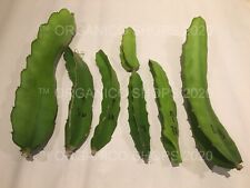 Dragon fruit cuttings for sale  Marco Island
