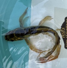 Premium live koi for sale  Salt Lake City