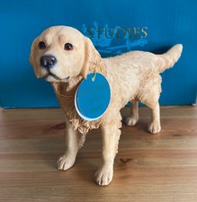 Golden retriever dog for sale  CHELTENHAM