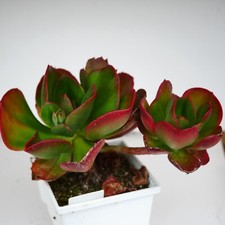 Exact plant echeveria for sale  BEXHILL-ON-SEA