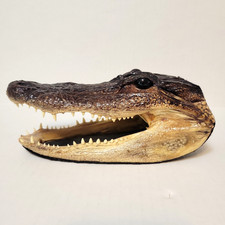 Vintage taxidermy authentic for sale  Bessemer City