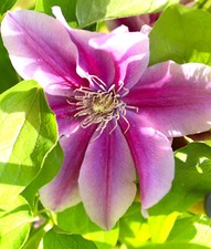 Waldrebe clematis ruppel gebraucht kaufen  Uplengen