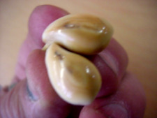 Ivory elk teeth for sale  Canon City