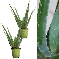Aloe vera plants for sale  GLASGOW