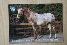 Cavallo cartolina cavallo usato  Spedire a Italy