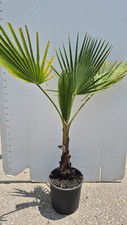 Pianta waschingtonia robusta usato  Altamura