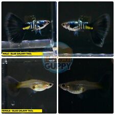 Trio live aquarium for sale  Katy