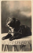 Rppc dog photo for sale  Los Angeles