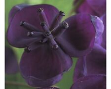 Fingerblättrige akebie floras gebraucht kaufen  Deutschland